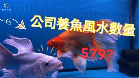 風水 魚|養魚風水指南：位置高度與飼養條數大公開 